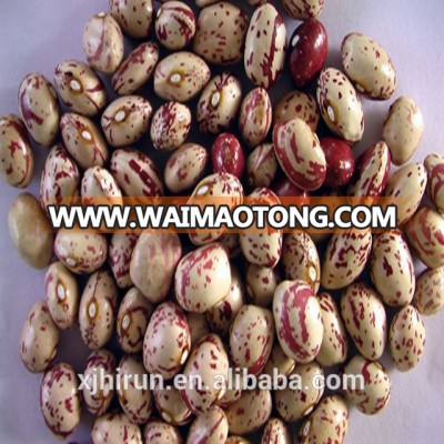 Wholesale high quality light speckled kidney beans different types of pulses